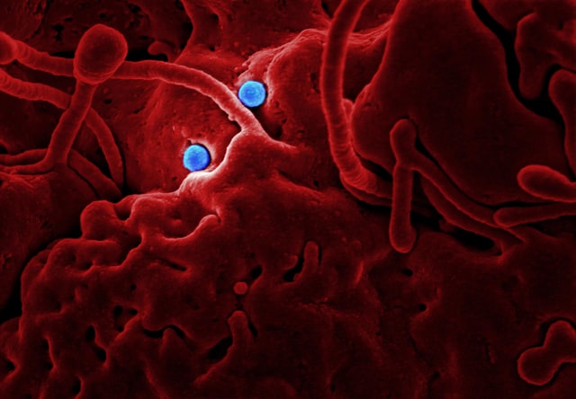 Dauerhaft vernarbt: Chronische Hepatitis C-Infektionen hinterlassen Spuren auf Immunzellen