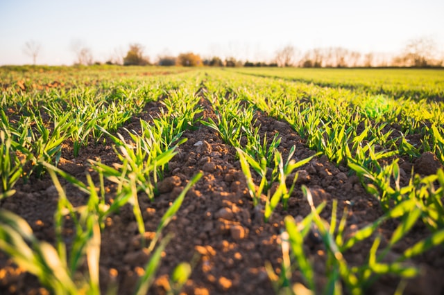VDI-Statusreport „Industrie-4.0-Technologien in der Landwirtschaft“ veröffentlicht