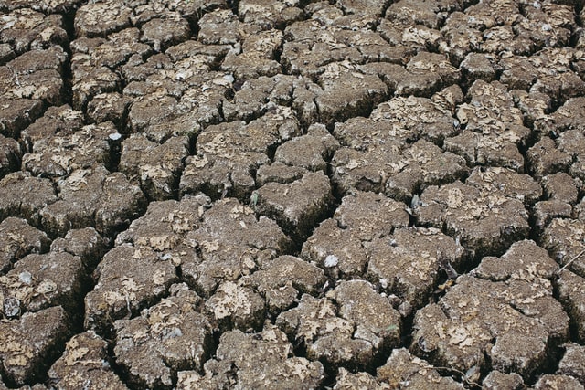 Pflanzen und Ökosysteme werden aufgrund des Klimawandels durstiger