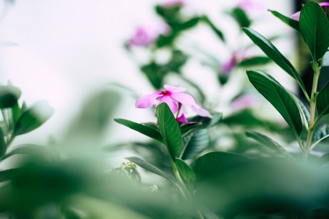 Weißes Rauschen ermöglicht unser Leben mit Pflanzencode entschlüsselt